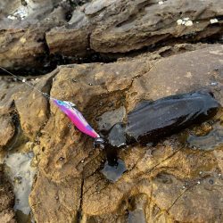 初めてのエギング