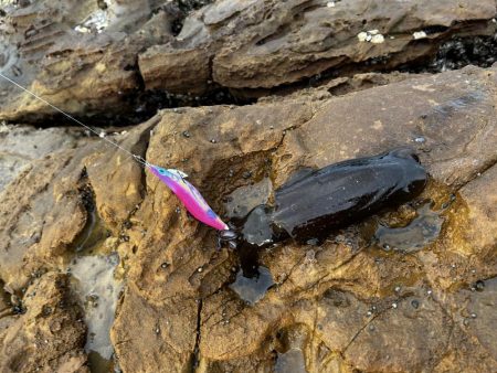 初めてのエギング