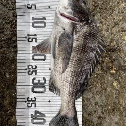 イチノ兄弟、釣果!