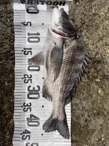 イチノ兄弟、釣果!