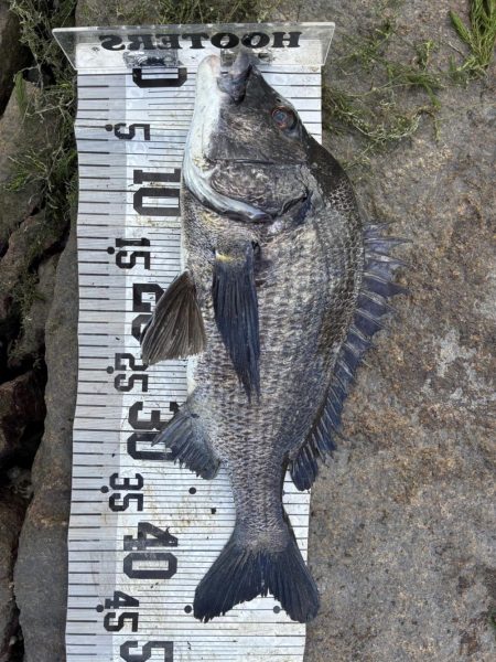 イチノ兄弟、釣果！