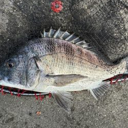 イチノ兄弟、釣果！