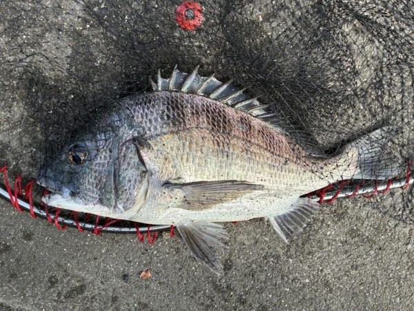 イチノ兄弟、釣果！