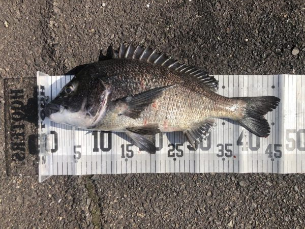 イチノ兄弟、釣果！