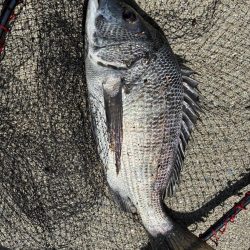 イチノ兄弟、釣果!