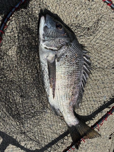 イチノ兄弟、釣果!