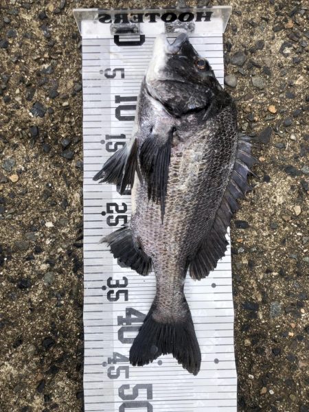 イチノ兄弟、釣果!