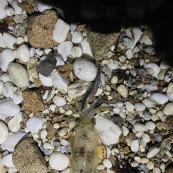 アオリイカ釣り