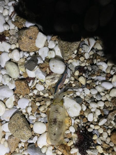 アオリイカ釣り