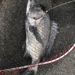 イチノ兄弟、釣果!