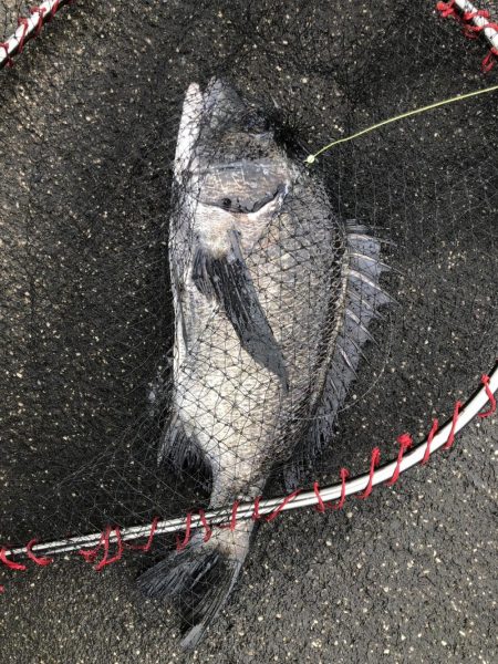 イチノ兄弟、釣果!