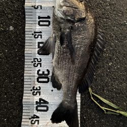 イチノ兄弟、釣果！