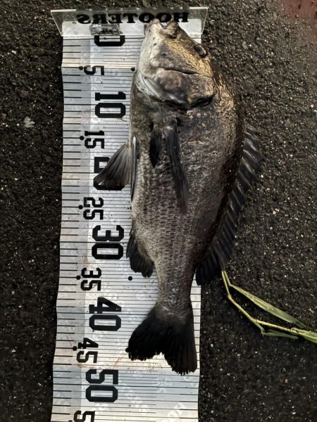 イチノ兄弟、釣果！