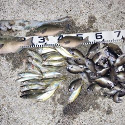 ファミリーフィッシング