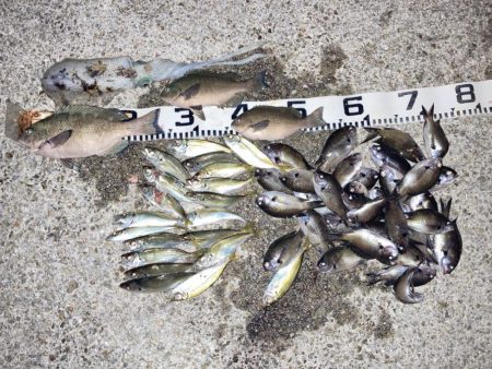 ファミリーフィッシング