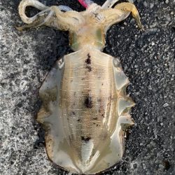 2025 佐渡ヶ島エギング Vol.20【9月28日】