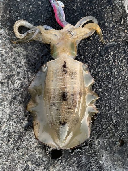 2025 佐渡ヶ島エギング Vol.20【9月28日】