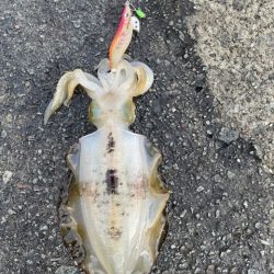 2025 佐渡ヶ島エギング Vol.21【9月30日】