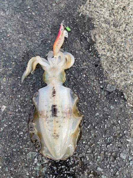 2025 佐渡ヶ島エギング Vol.21【9月30日】