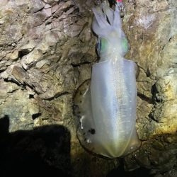 2025 佐渡ヶ島エギング Vol.22【10月1日】