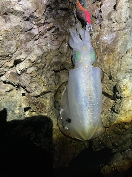 2025 佐渡ヶ島エギング Vol.22【10月1日】