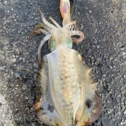 2025 佐渡ヶ島エギング Vol.23【…