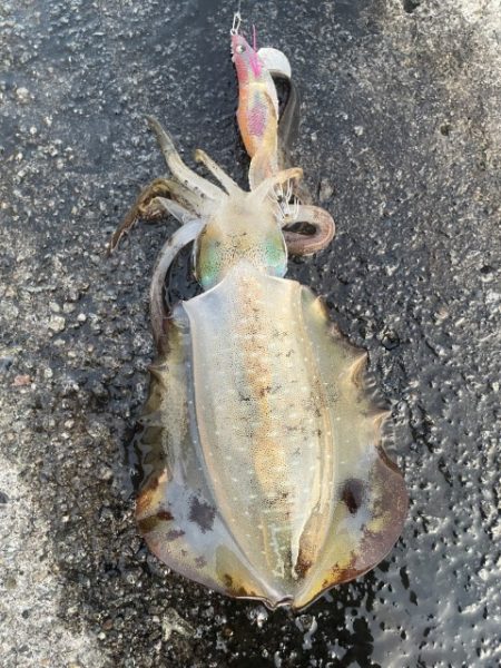 2025 佐渡ヶ島エギング Vol.23【…