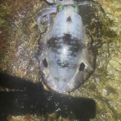 2025 佐渡ヶ島エギング Vol.24【10月4日】