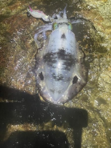 2025 佐渡ヶ島エギング Vol.24【10月4日】