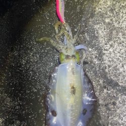 2025 佐渡ヶ島エギング Vol.33【10月18日】