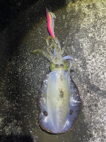 2025 佐渡ヶ島エギング Vol.33【10月18日】