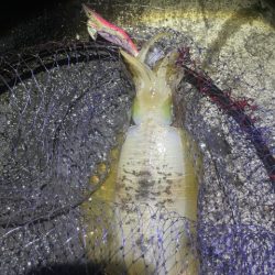 2025 佐渡ヶ島エギング Vol.39【10月25日】