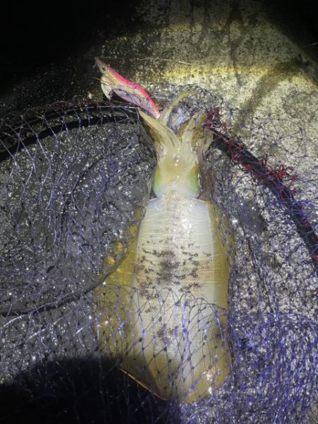 2025 佐渡ヶ島エギング Vol.39【10月25日】