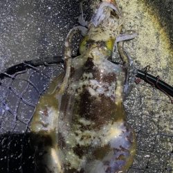 2025 佐渡ヶ島エギング Vol.40【10月26日】