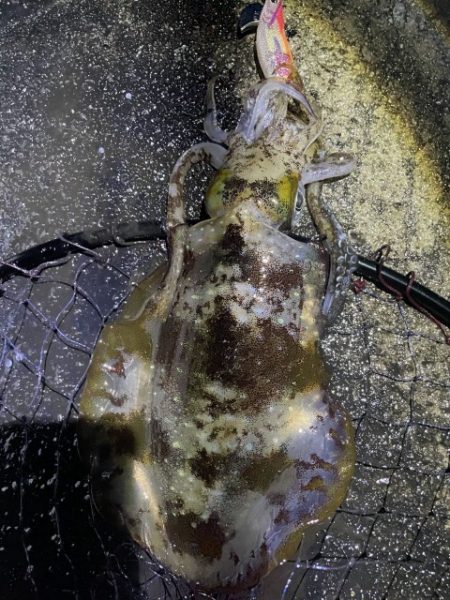 2025 佐渡ヶ島エギング Vol.40【…