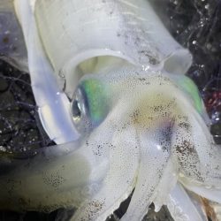 2025 佐渡ヶ島エギング Vol.41【10月27日】