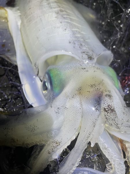 2025 佐渡ヶ島エギング Vol.41【10月27日】