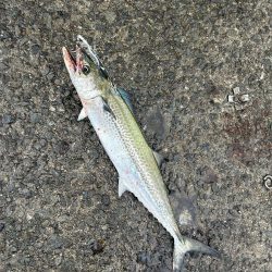 サゴシはわいてました