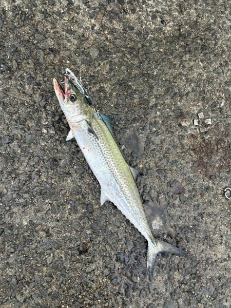 サゴシはわいてました