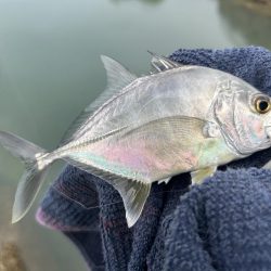 ランガン?しました