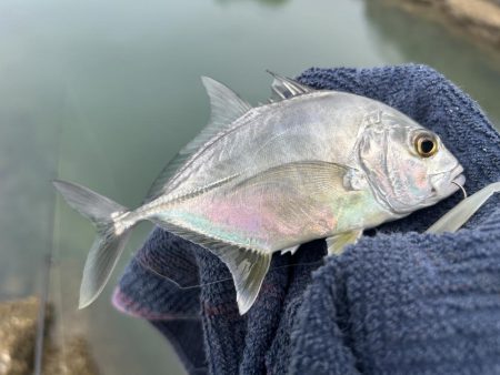 ランガン?しました