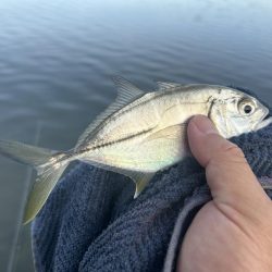 帰ってきたメッキ！４種コンプリート！