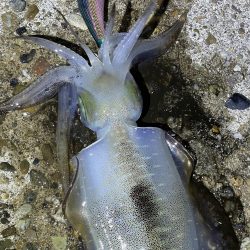 今年初エギング