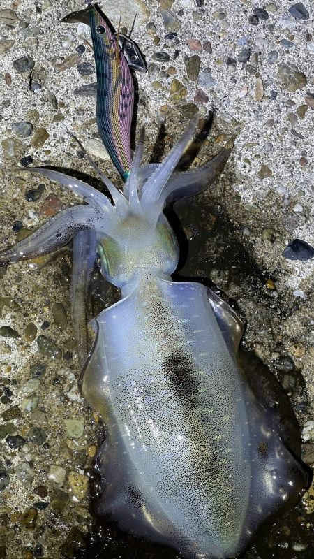 今年初エギング