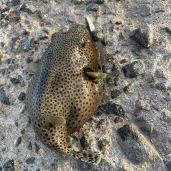 ちょい投げとブラクリ