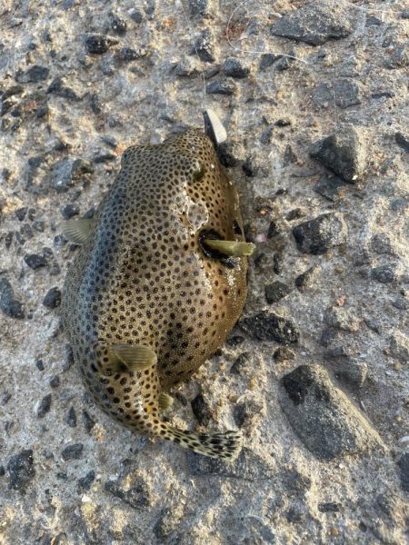 ちょい投げとブラクリ