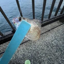 久しぶりのウリボウ