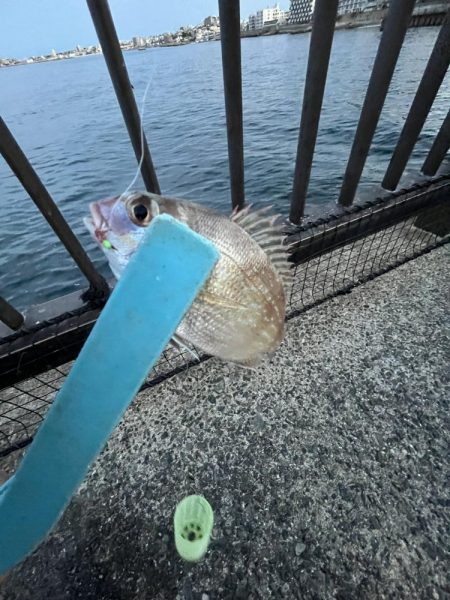 久しぶりのウリボウ