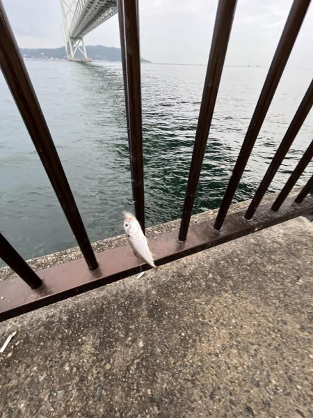 ジグサビキでアジ