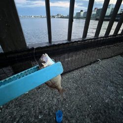 アジ時々ウリボウ